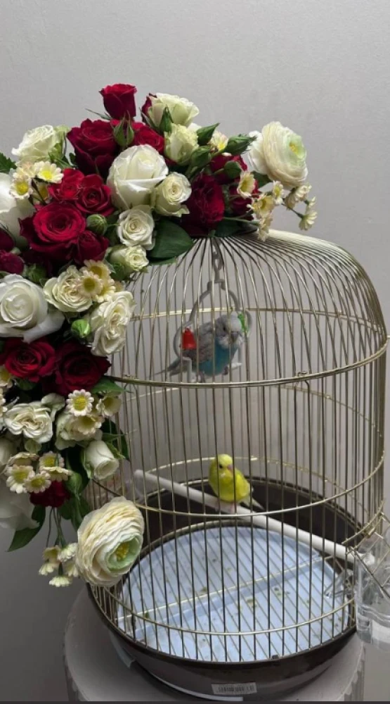 عصافير الحب